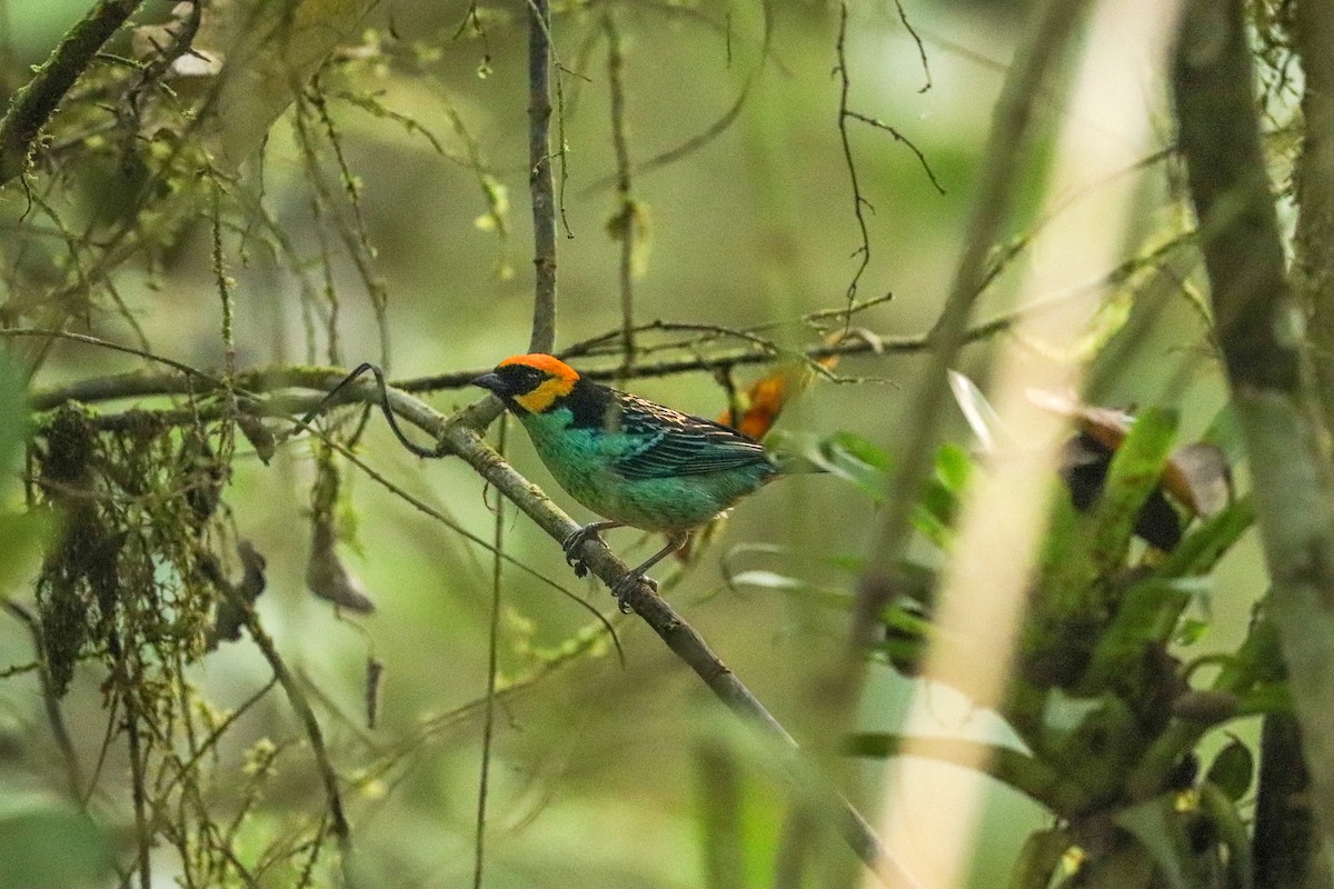 Saffron-crowned Tanager - ML618940930