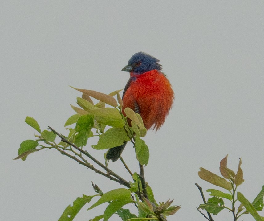 Painted Bunting - ML618940937