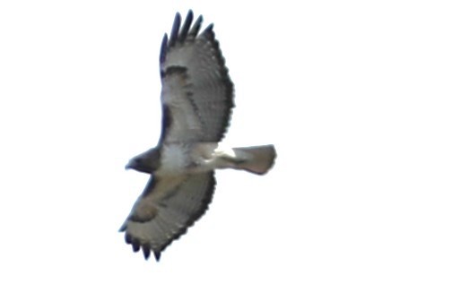 Red-tailed Hawk - Irene Crosland