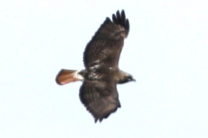 Red-tailed Hawk - Irene Crosland