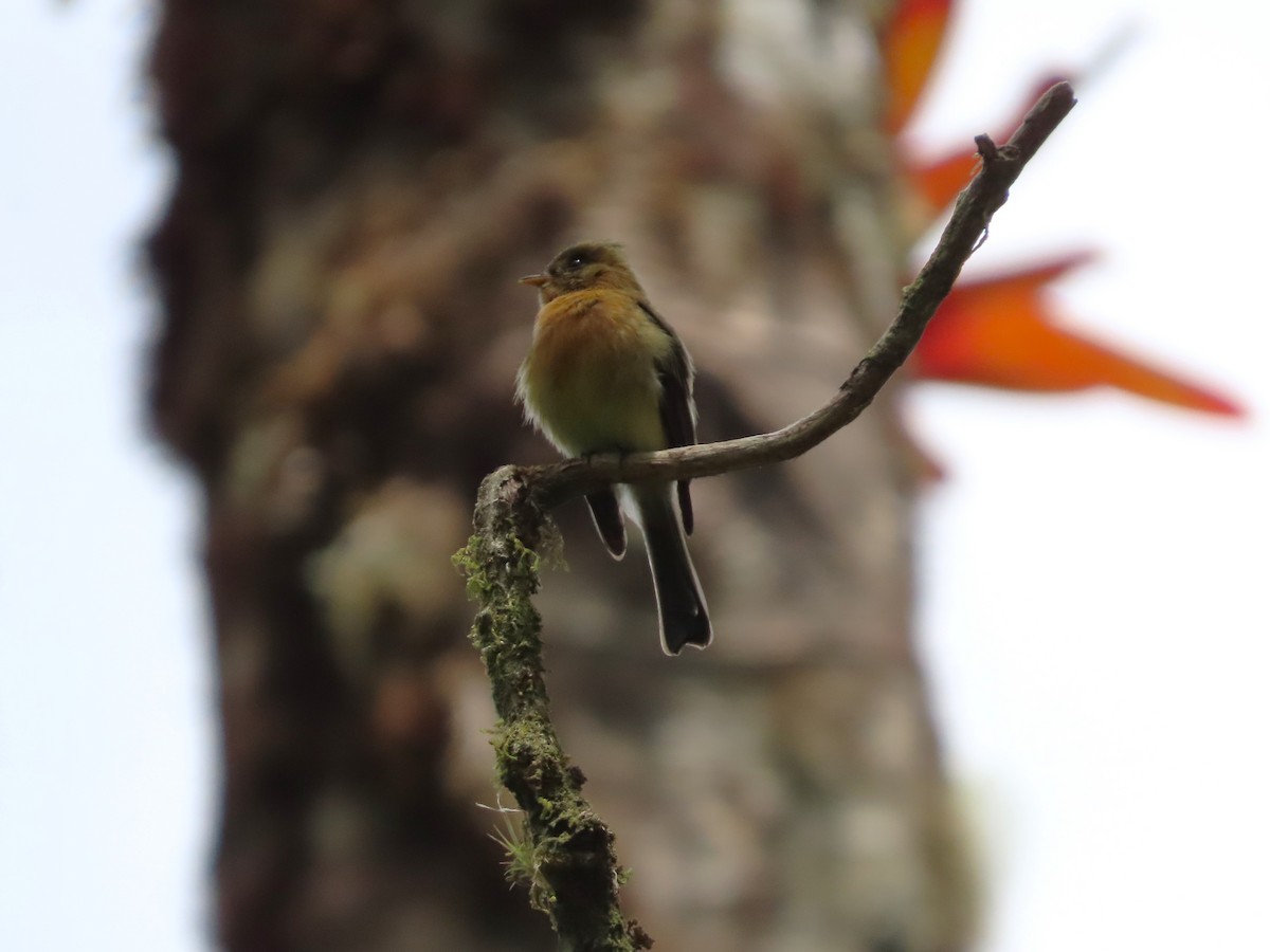Tufted Flycatcher - Michelle Browning