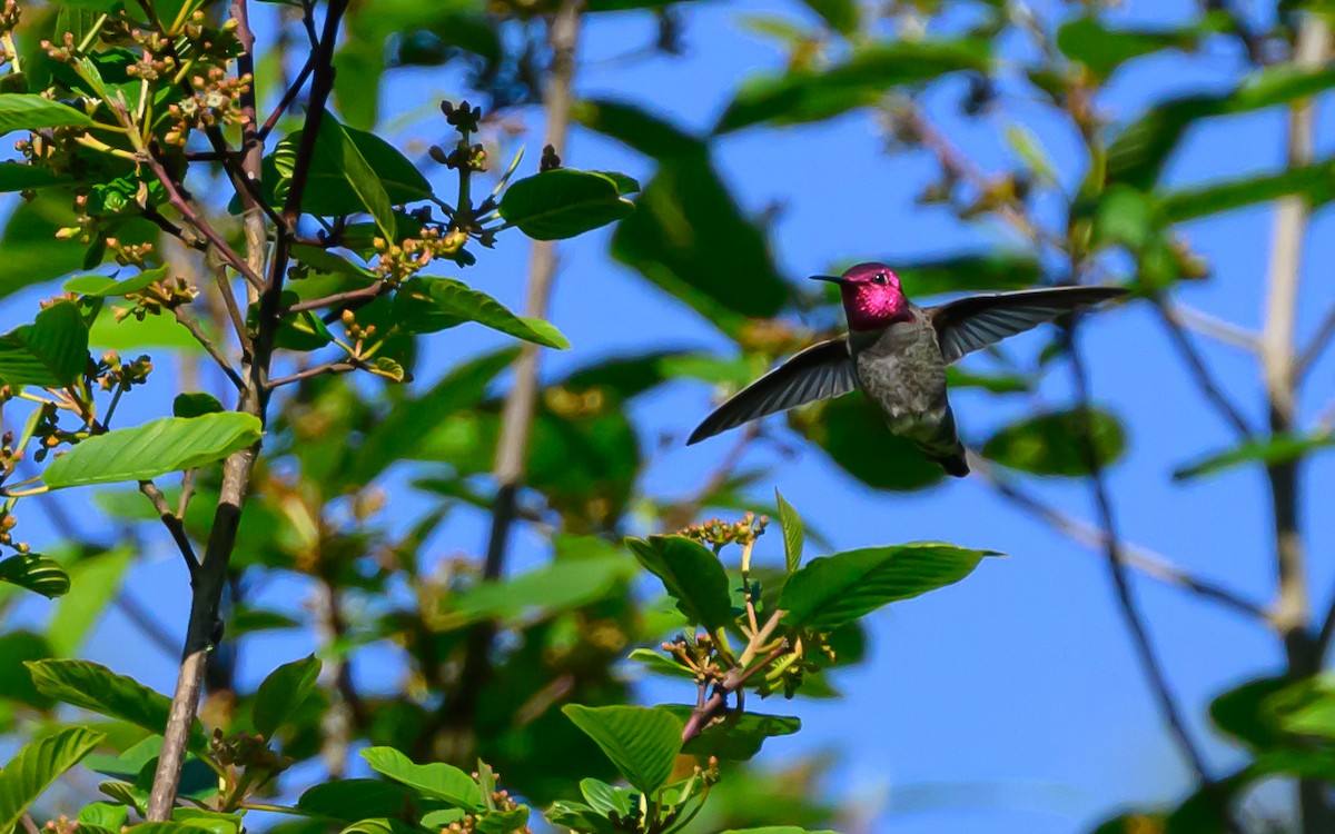 Anna's Hummingbird - Jacob Daugherty
