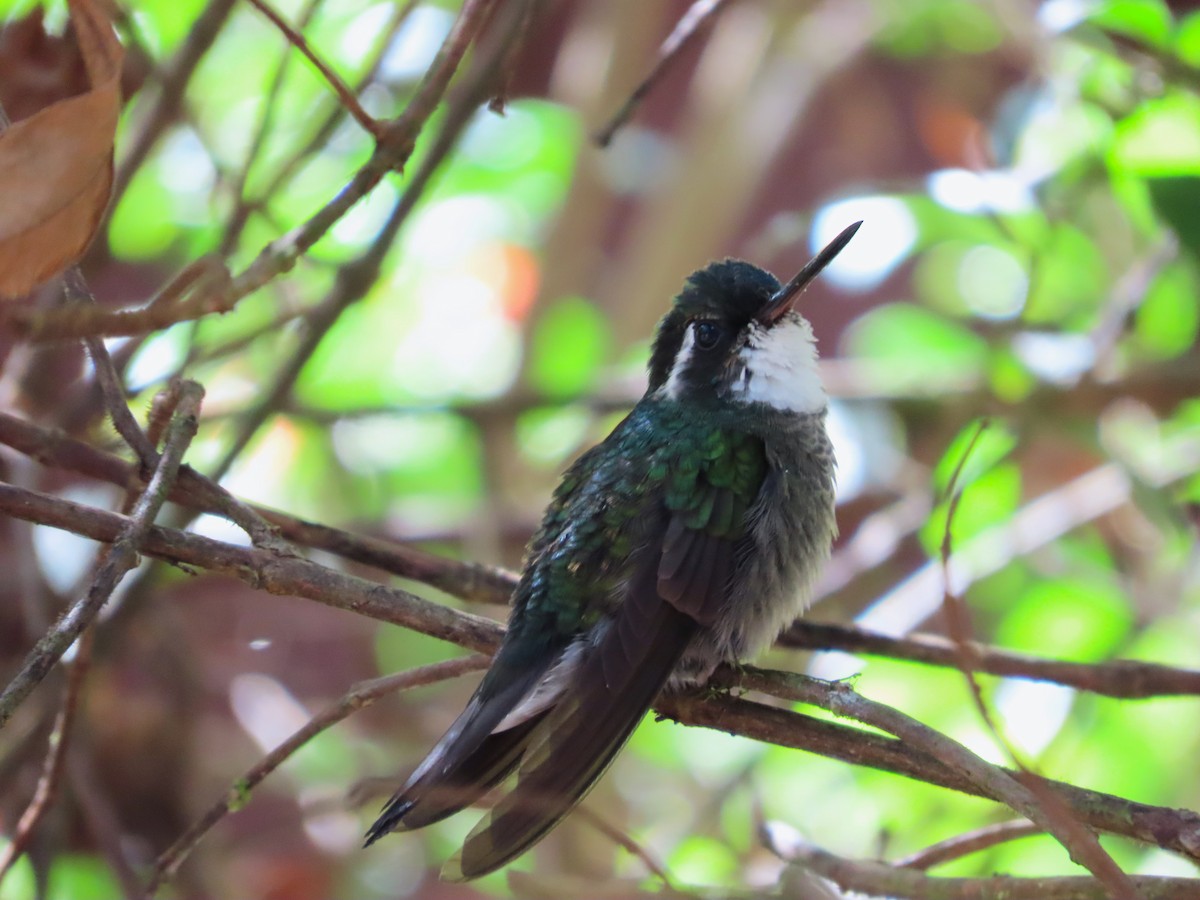 White-throated Mountain-gem - Michelle Browning