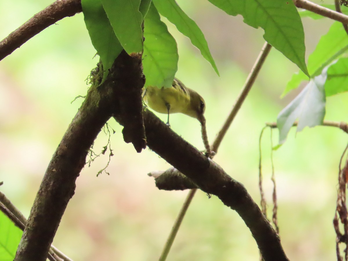 Yellow-winged Vireo - Michelle Browning