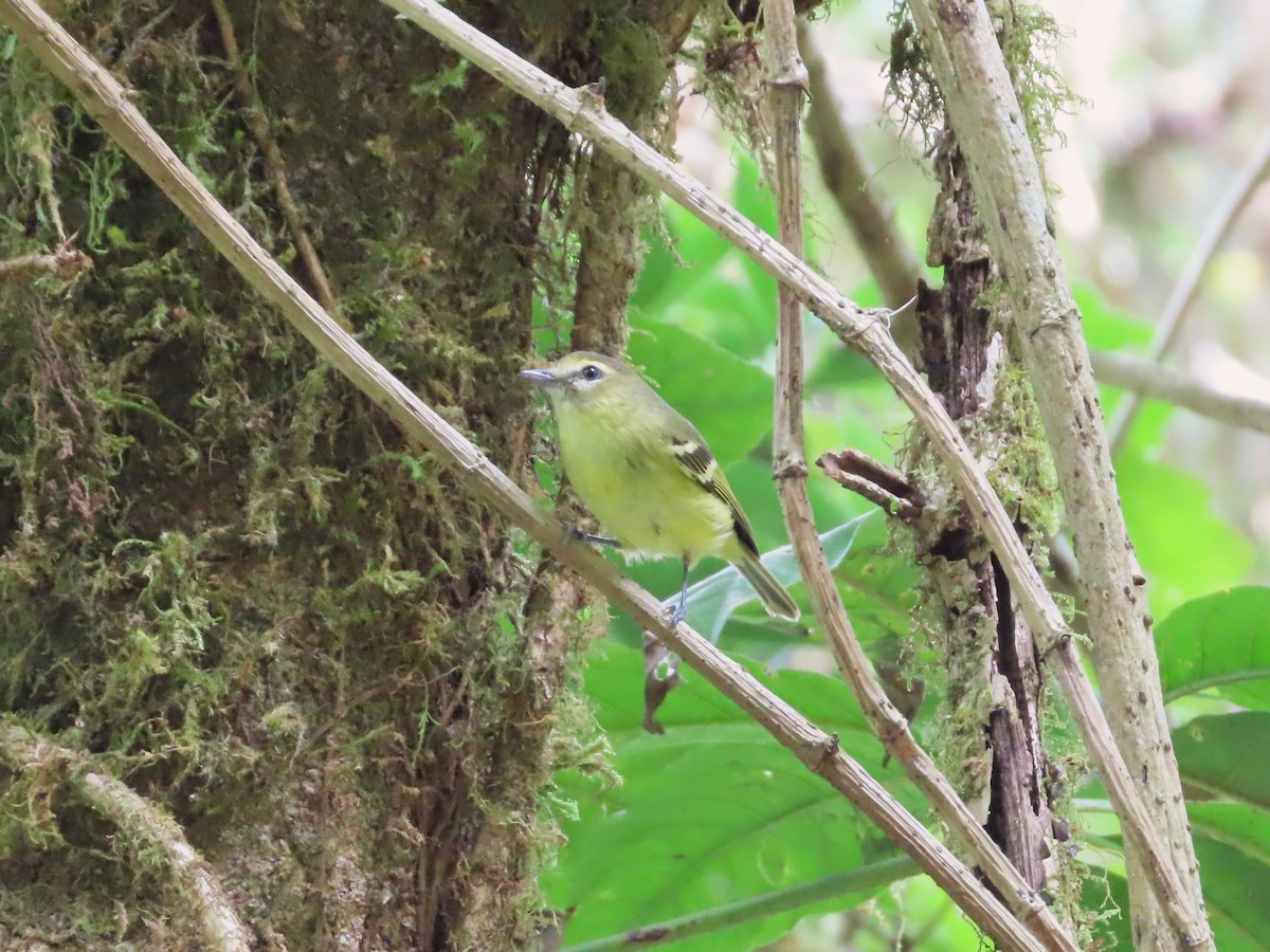 Yellow-winged Vireo - Michelle Browning