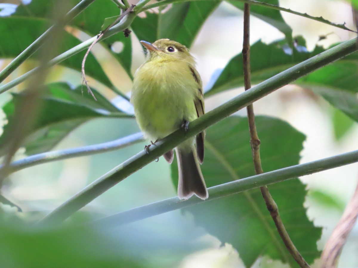 Yellowish Flycatcher - Michelle Browning