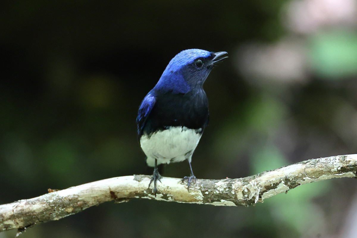 Blue-and-white Flycatcher - ML618941073