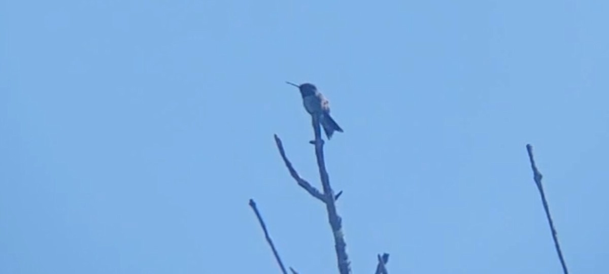 Ruby-throated Hummingbird - Emerson Lisboa