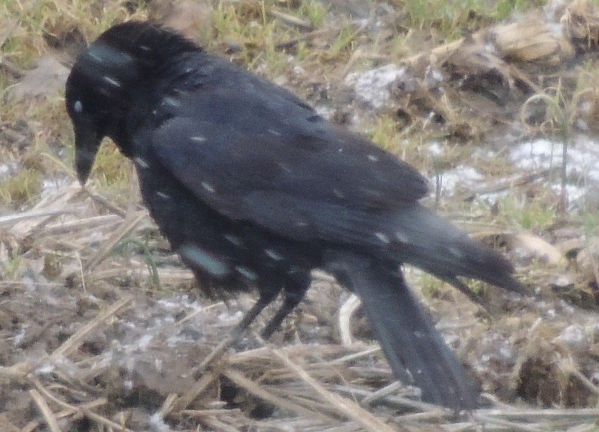 Common Raven - ML618941109