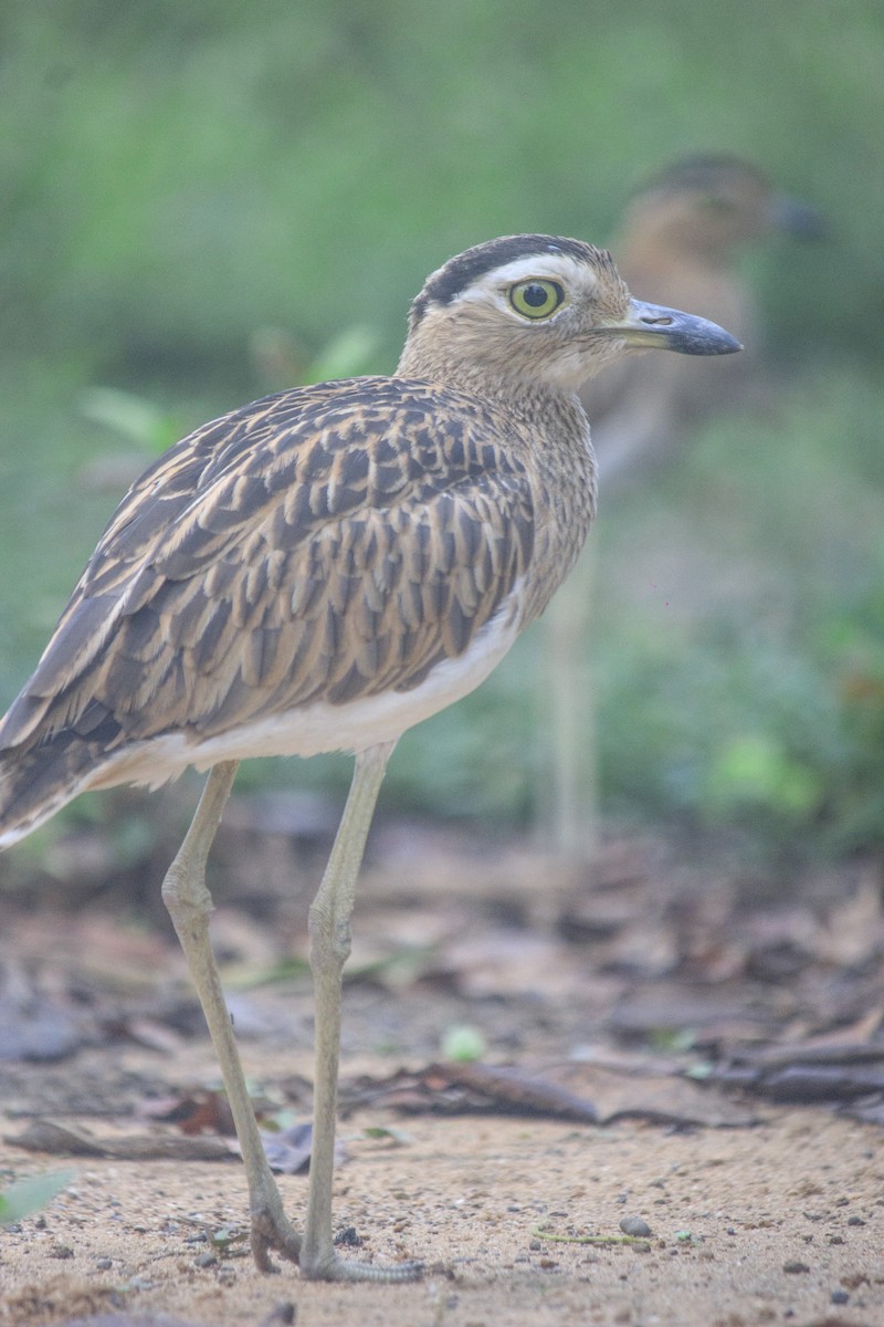 Double-striped Thick-knee - ML618941137