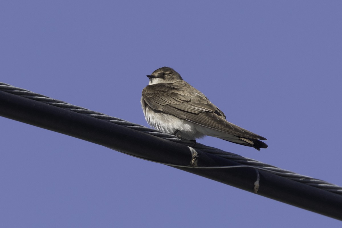 Northern Rough-winged Swallow - ML618941168