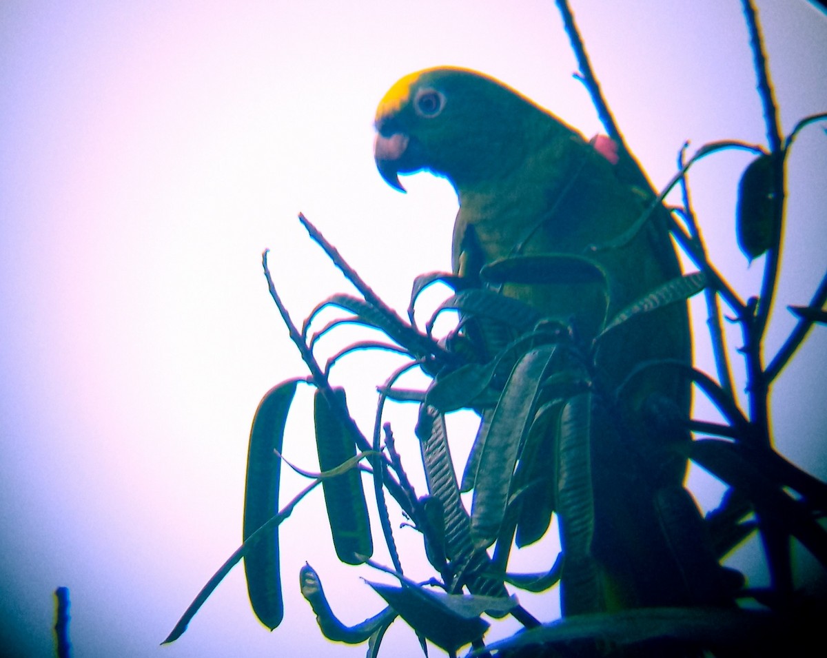 Yellow-crowned Parrot - ML618941220