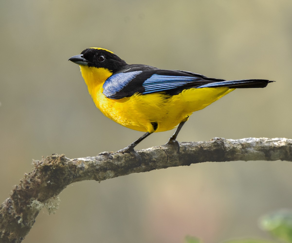 Blue-winged Mountain Tanager - ML618941251