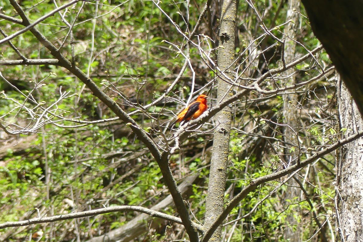 Scarlet Tanager - ML618941265