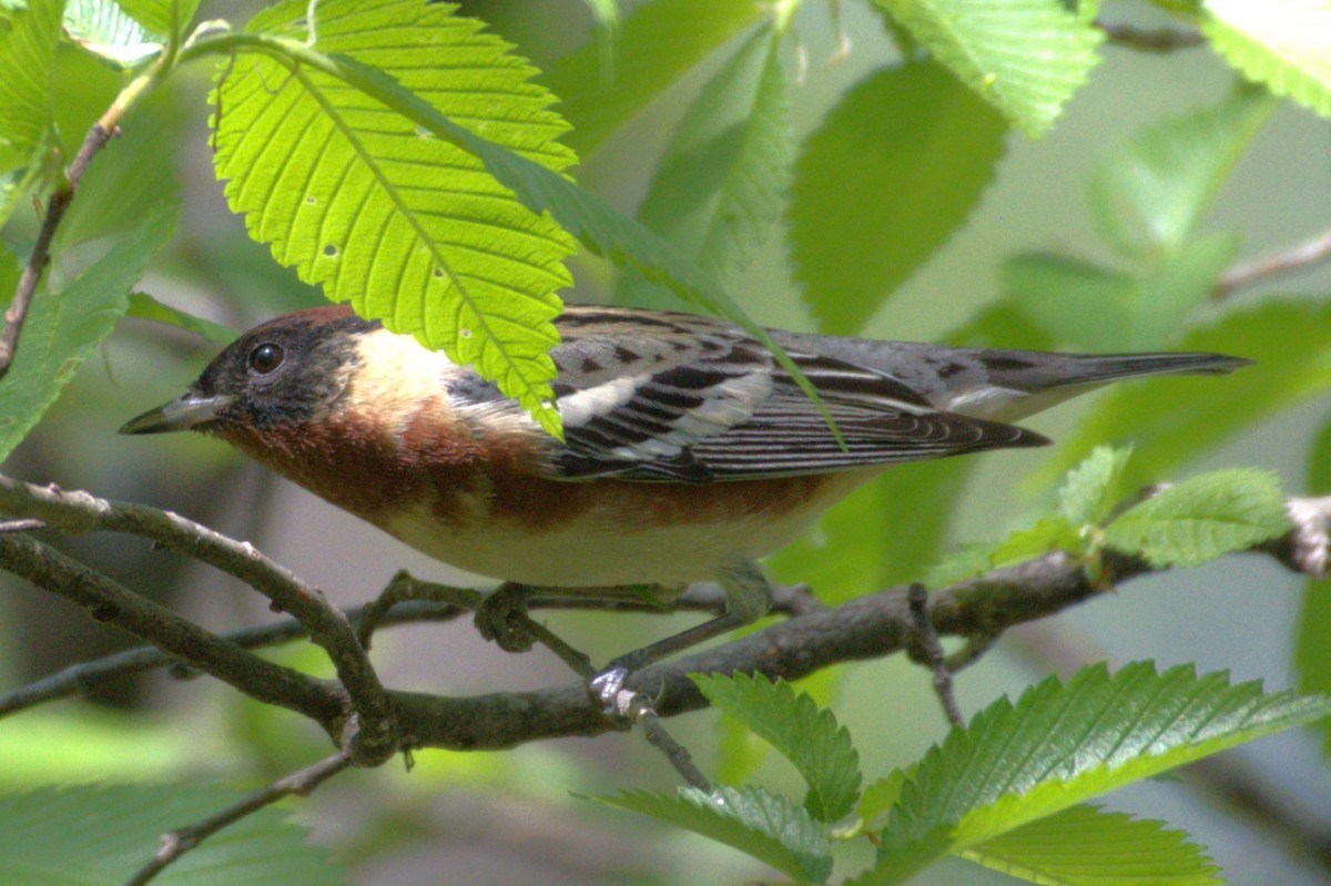Bay-breasted Warbler - ML618941276