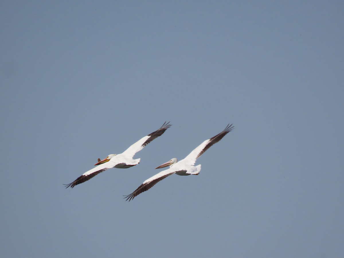 American White Pelican - Kerry Hjertaas