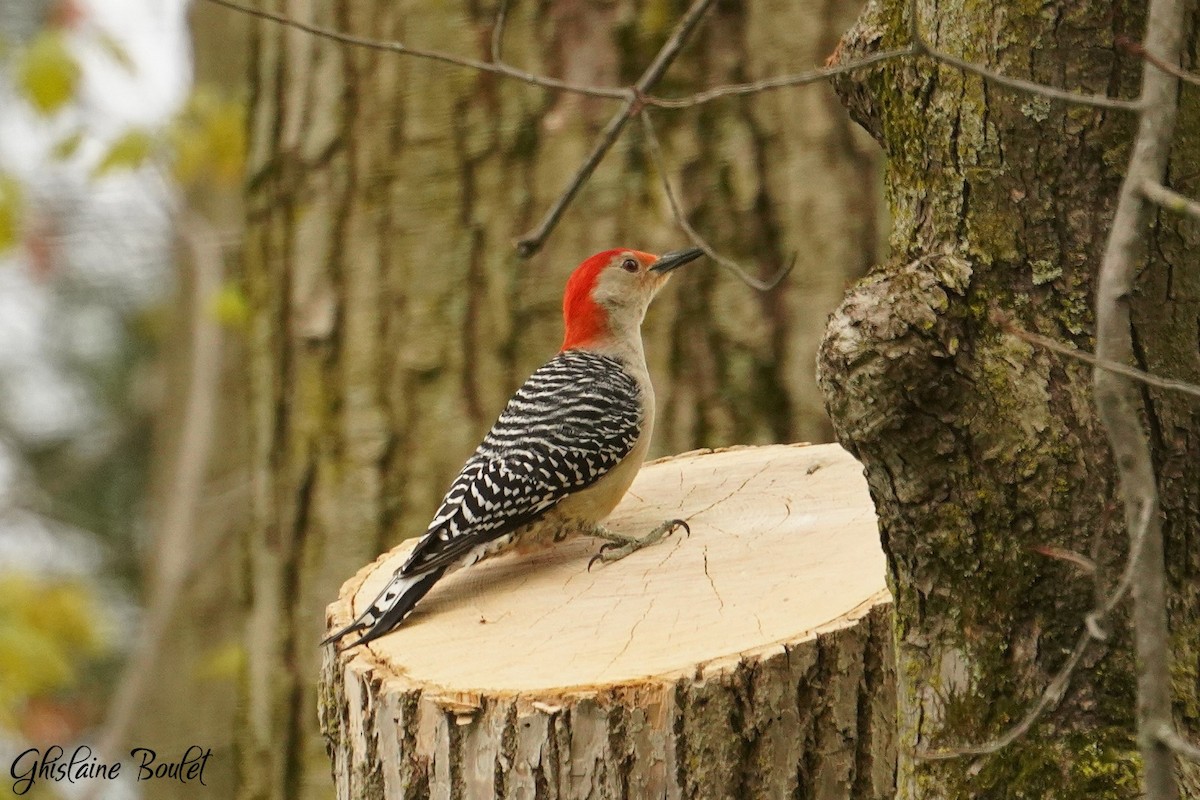 Red-bellied Woodpecker - ML618941296