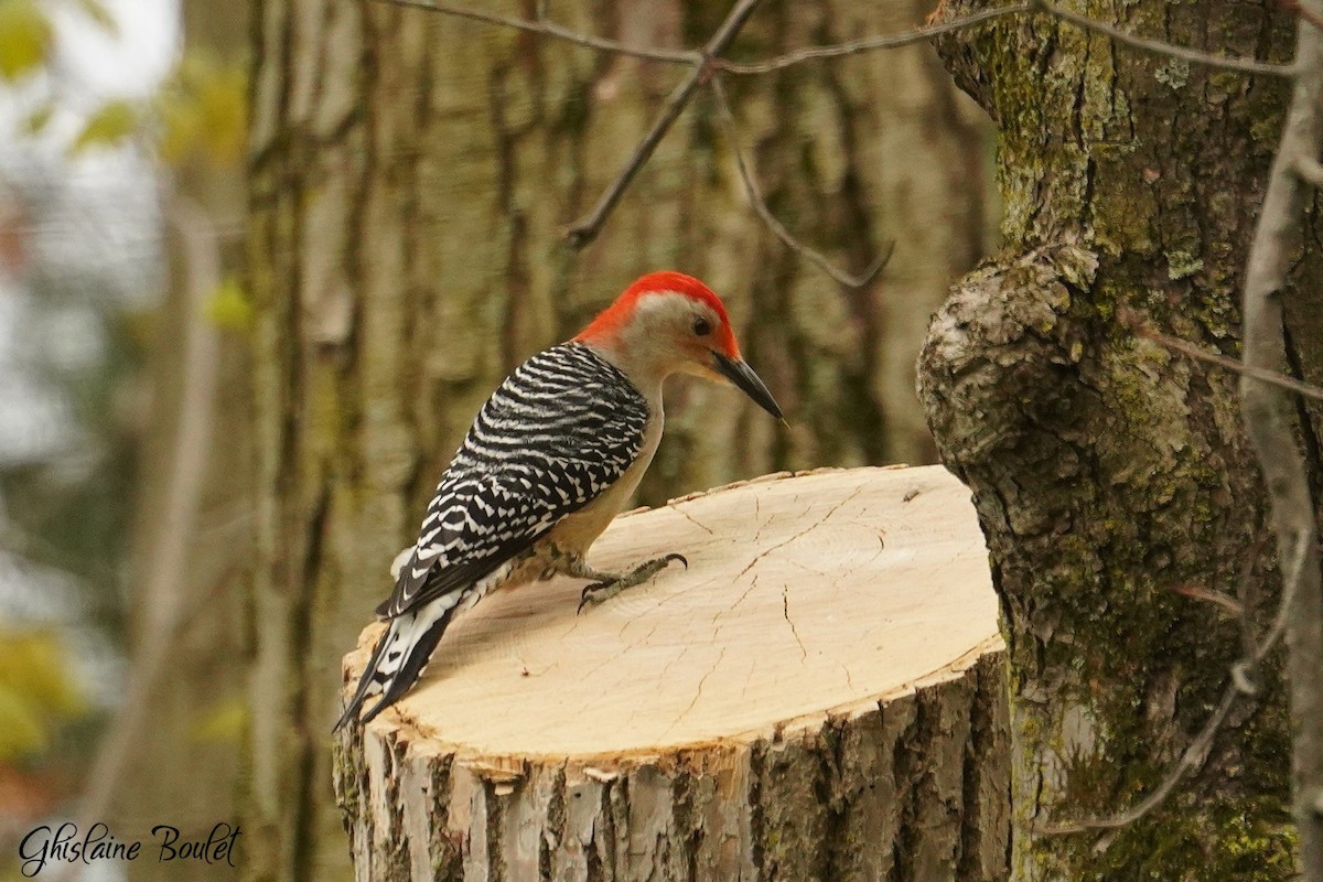 Red-bellied Woodpecker - Réal Boulet 🦆