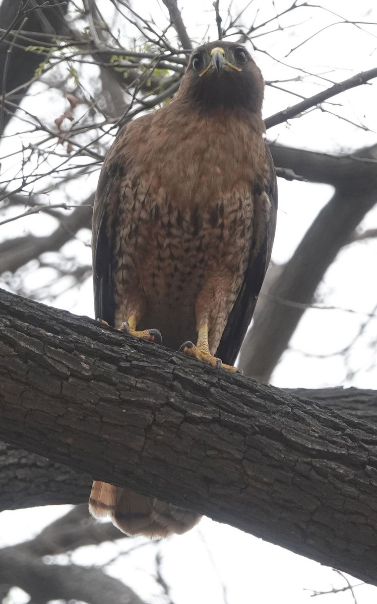 Red-tailed Hawk - ML618941298