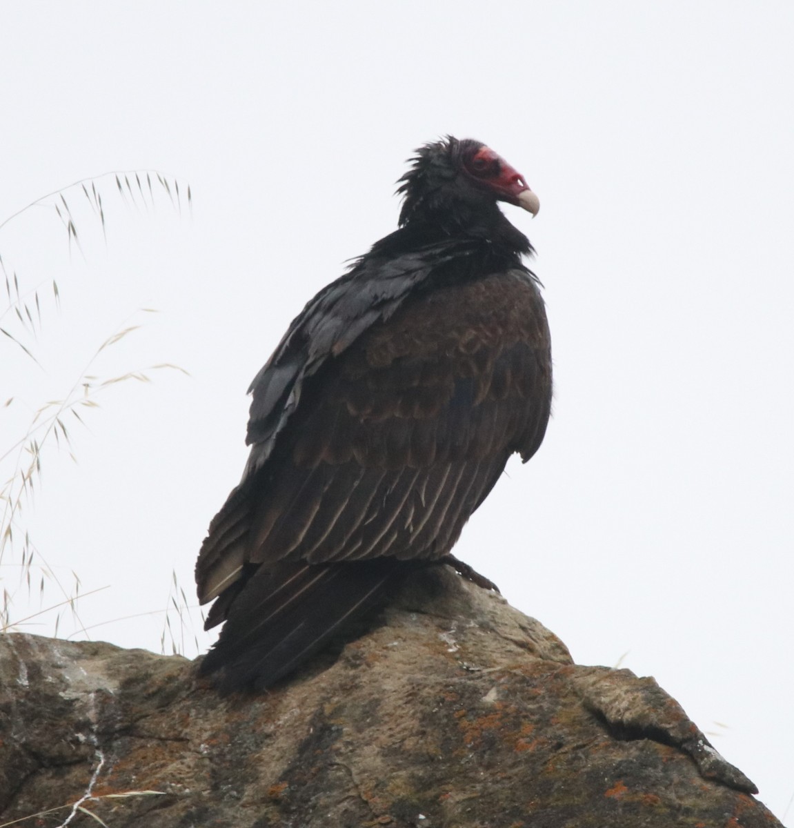 Turkey Vulture - Rachel Street