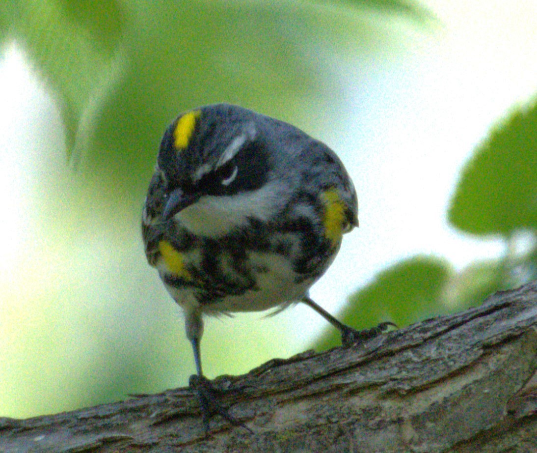 Yellow-rumped Warbler (Myrtle) - Neil Wingert