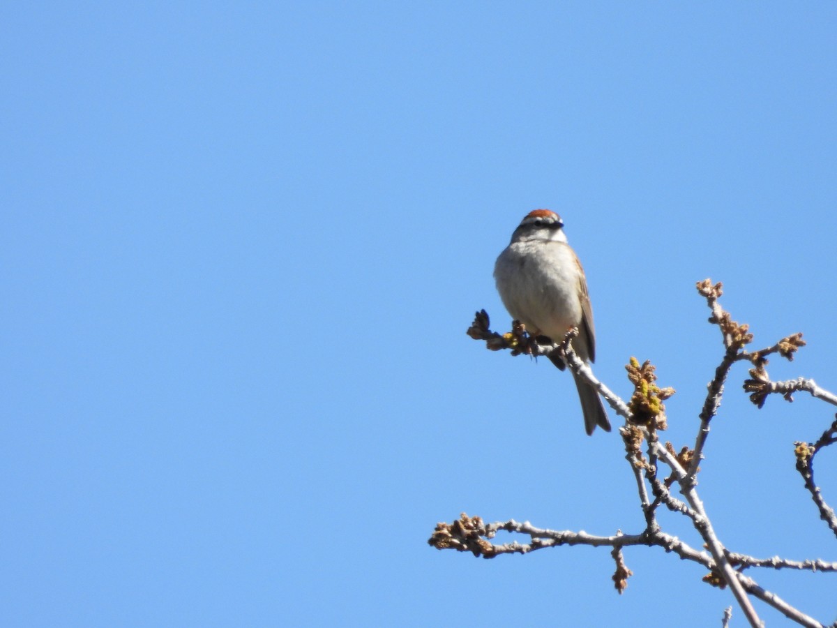 Chipping Sparrow - ML618941364