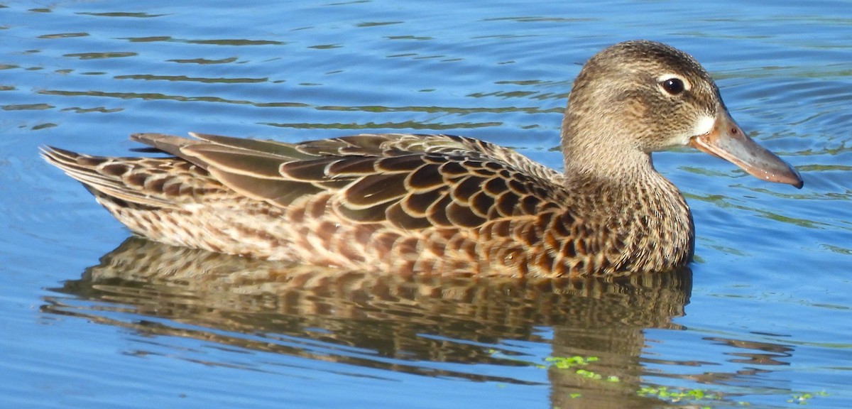Blue-winged Teal - ML618941372