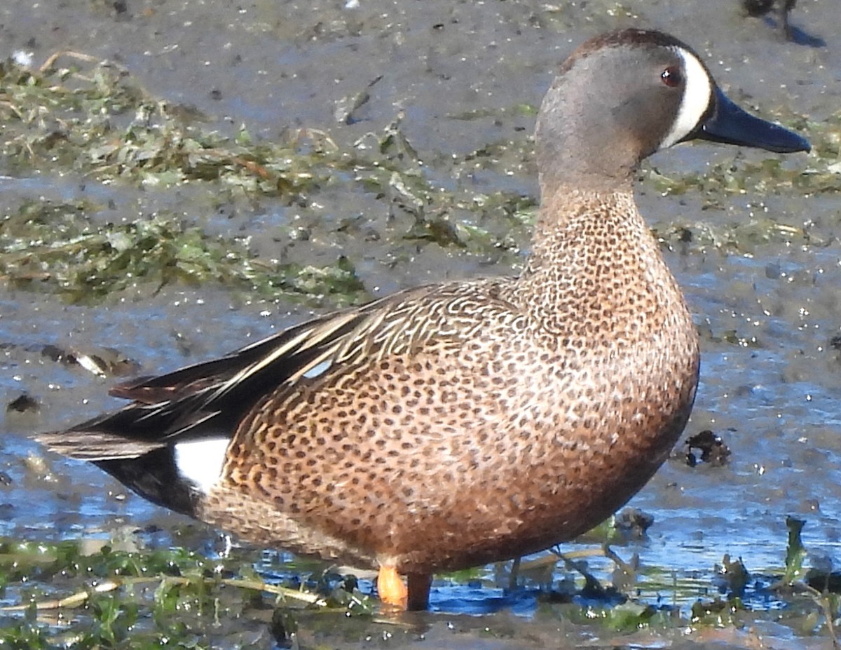 Blue-winged Teal - ML618941373