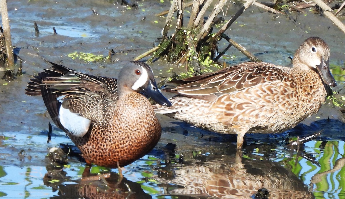 Blue-winged Teal - ML618941374