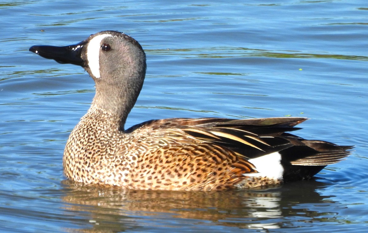 Blue-winged Teal - ML618941375