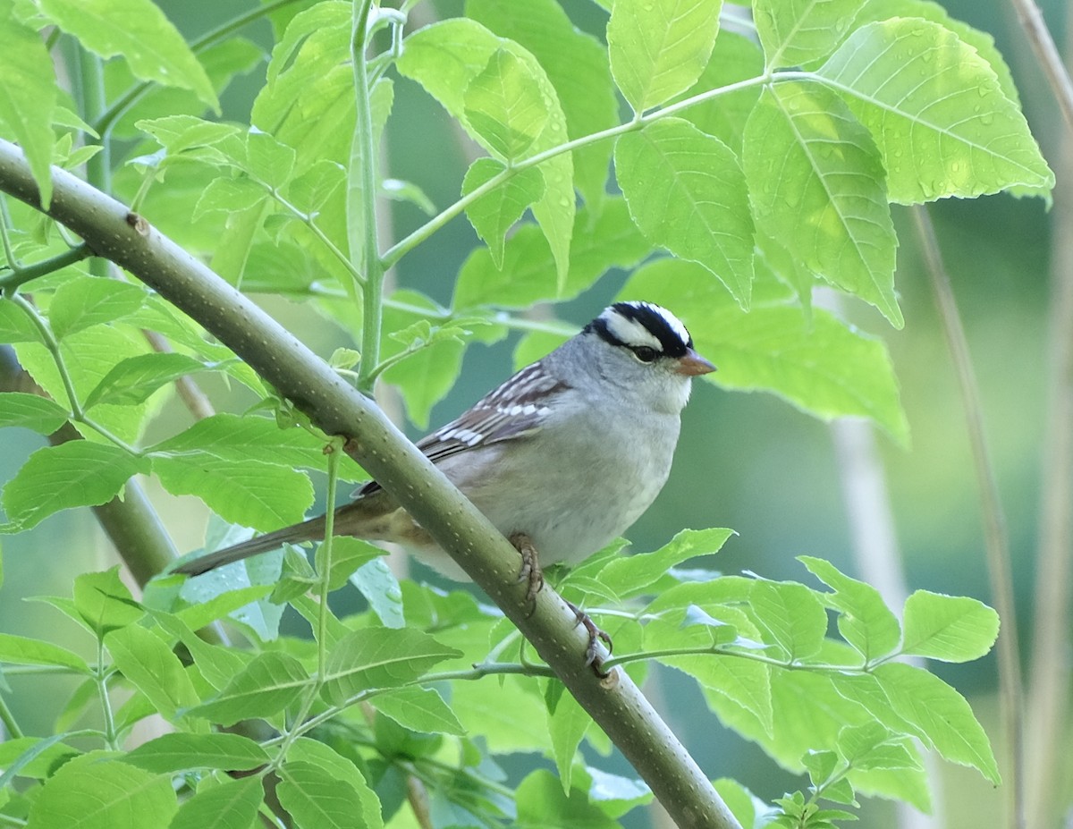 White-crowned Sparrow - Xinyi Z