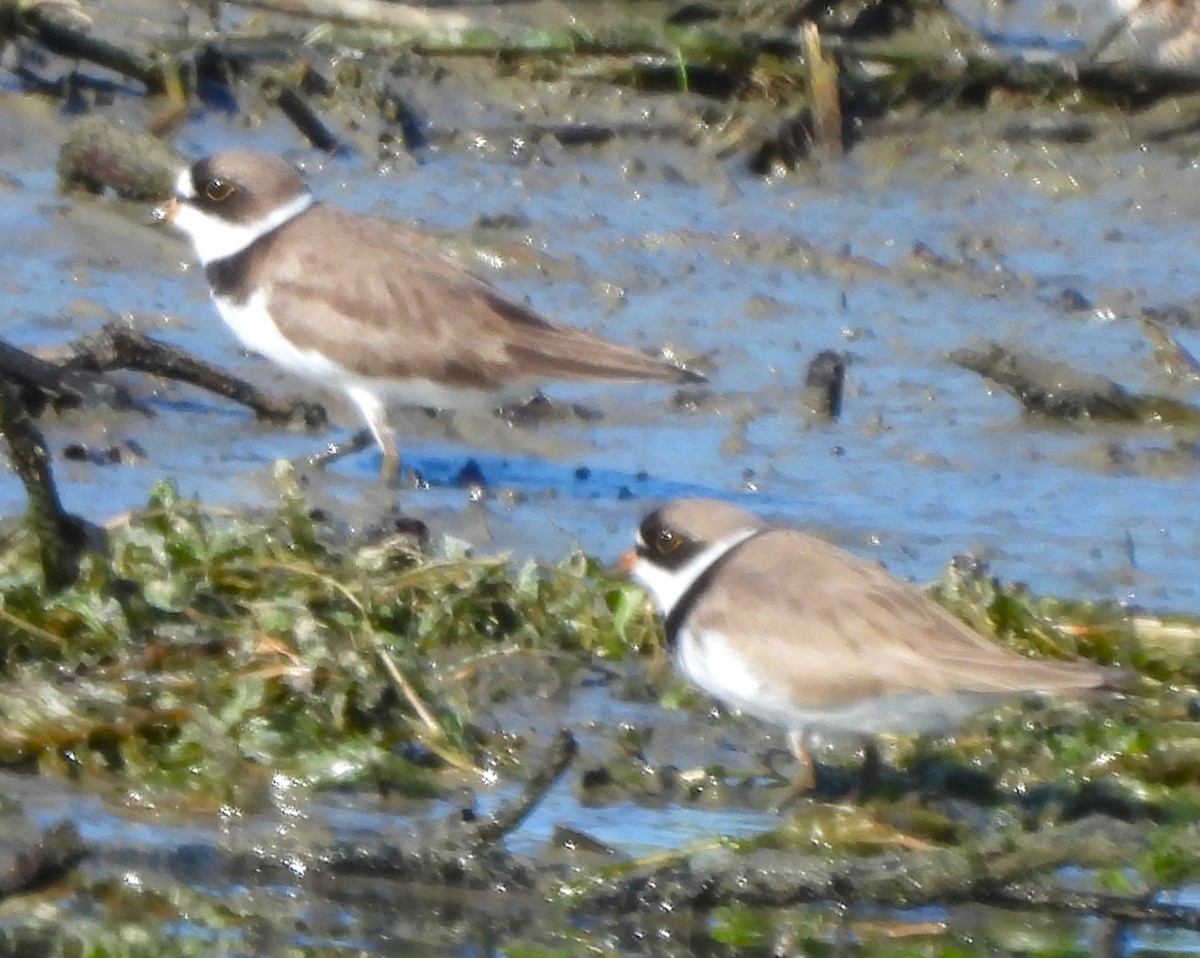 Semipalmated Plover - ML618941393