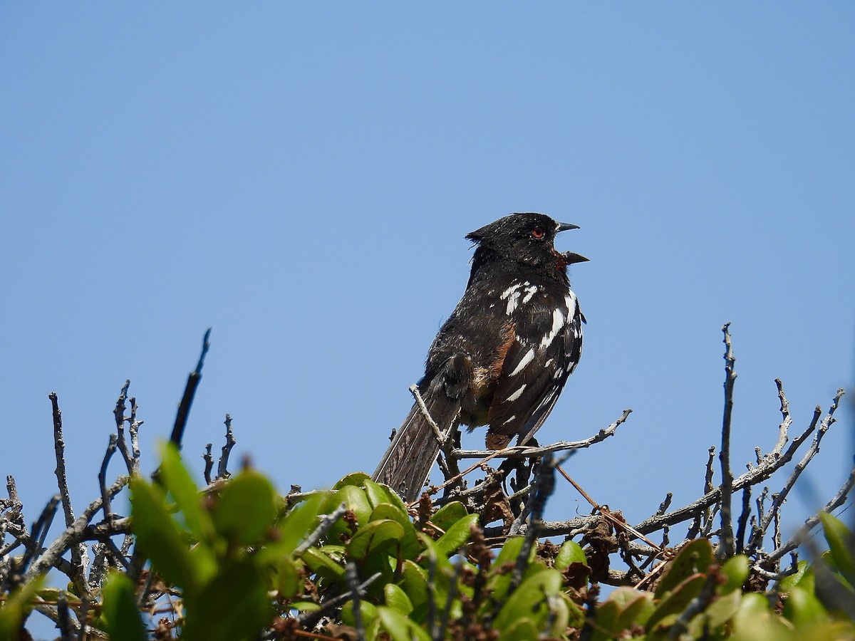 Spotted Towhee - ML618941394