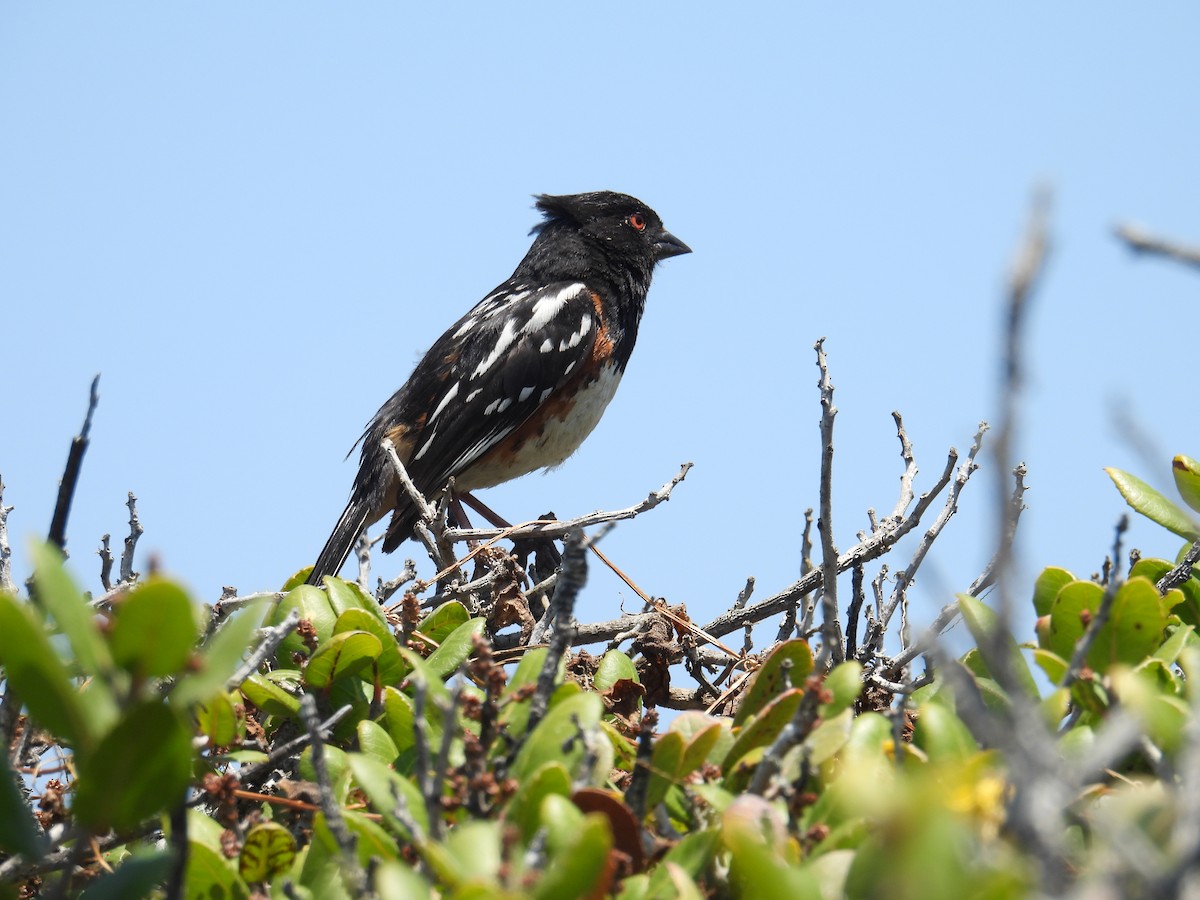 Spotted Towhee - ML618941395