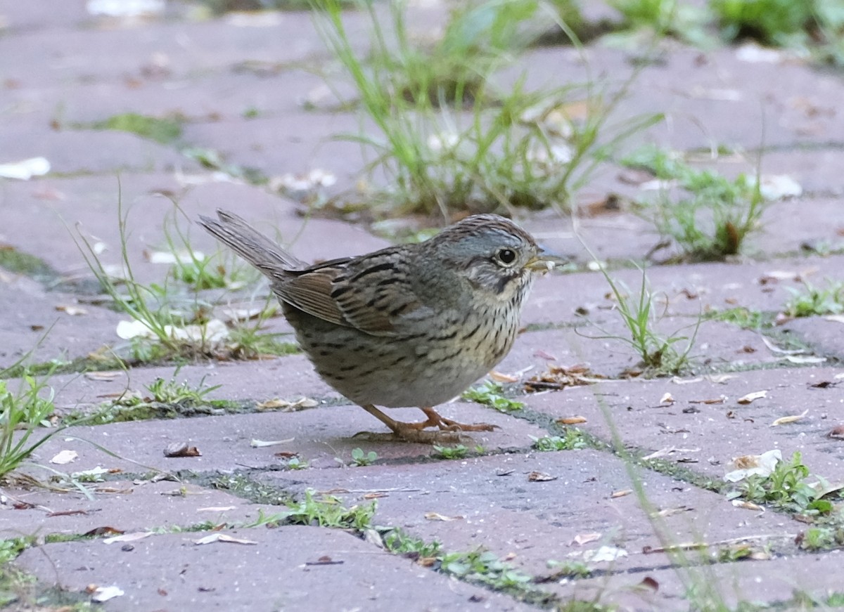 Lincoln's Sparrow - Xinyi Z