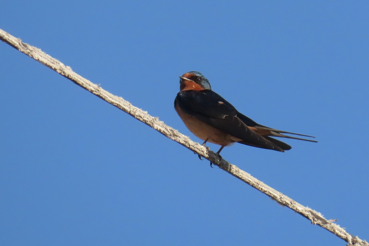 Barn Swallow (American) - ML618941409