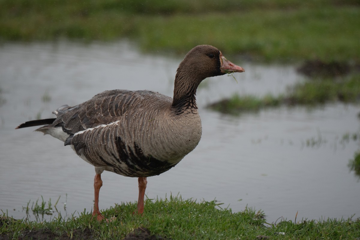 Greater White-fronted Goose - ML618941419