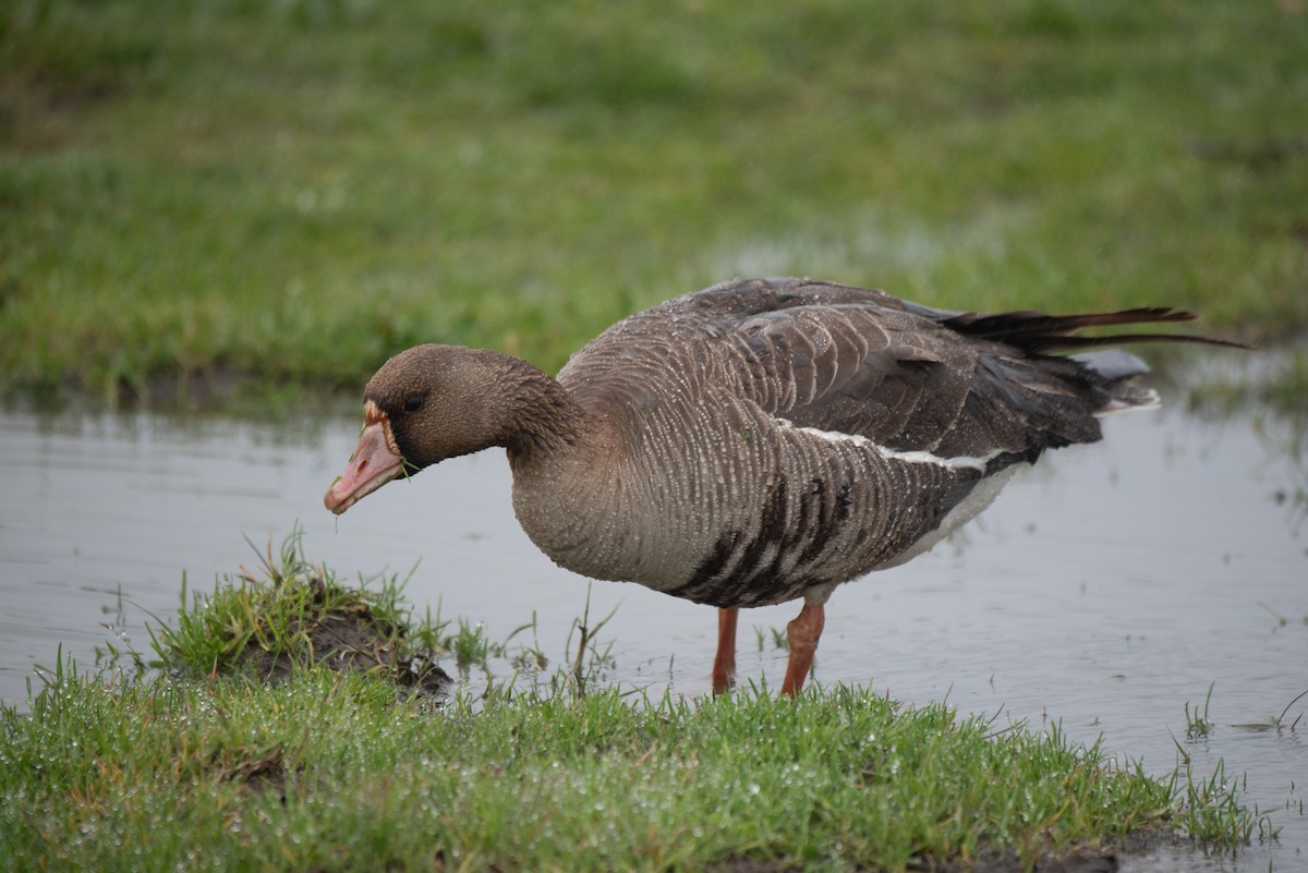 Greater White-fronted Goose - ML618941421