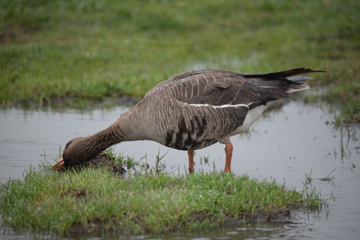 Greater White-fronted Goose - ML618941425