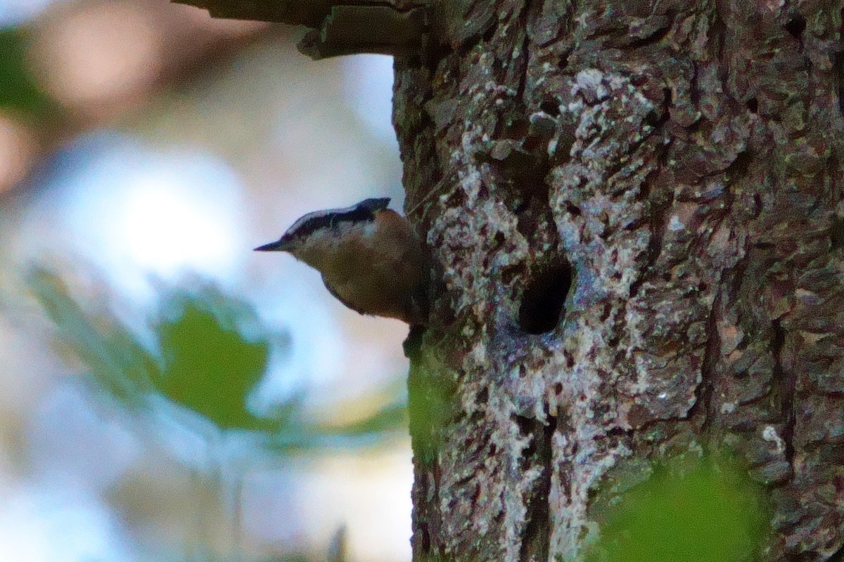Red-breasted Nuthatch - ML618941426