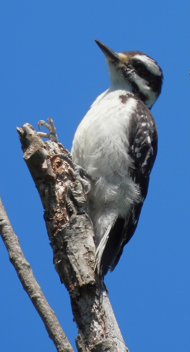 Hairy Woodpecker - ML618941433