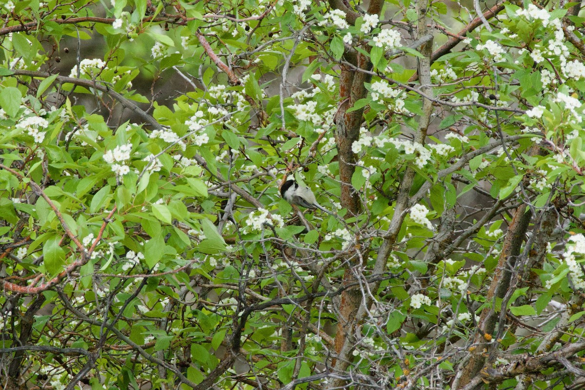 Black-capped Chickadee - A Branch