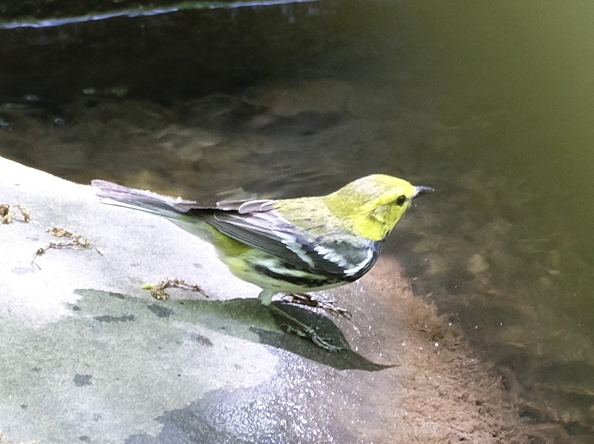 Black-throated Green Warbler - Xinyi Z