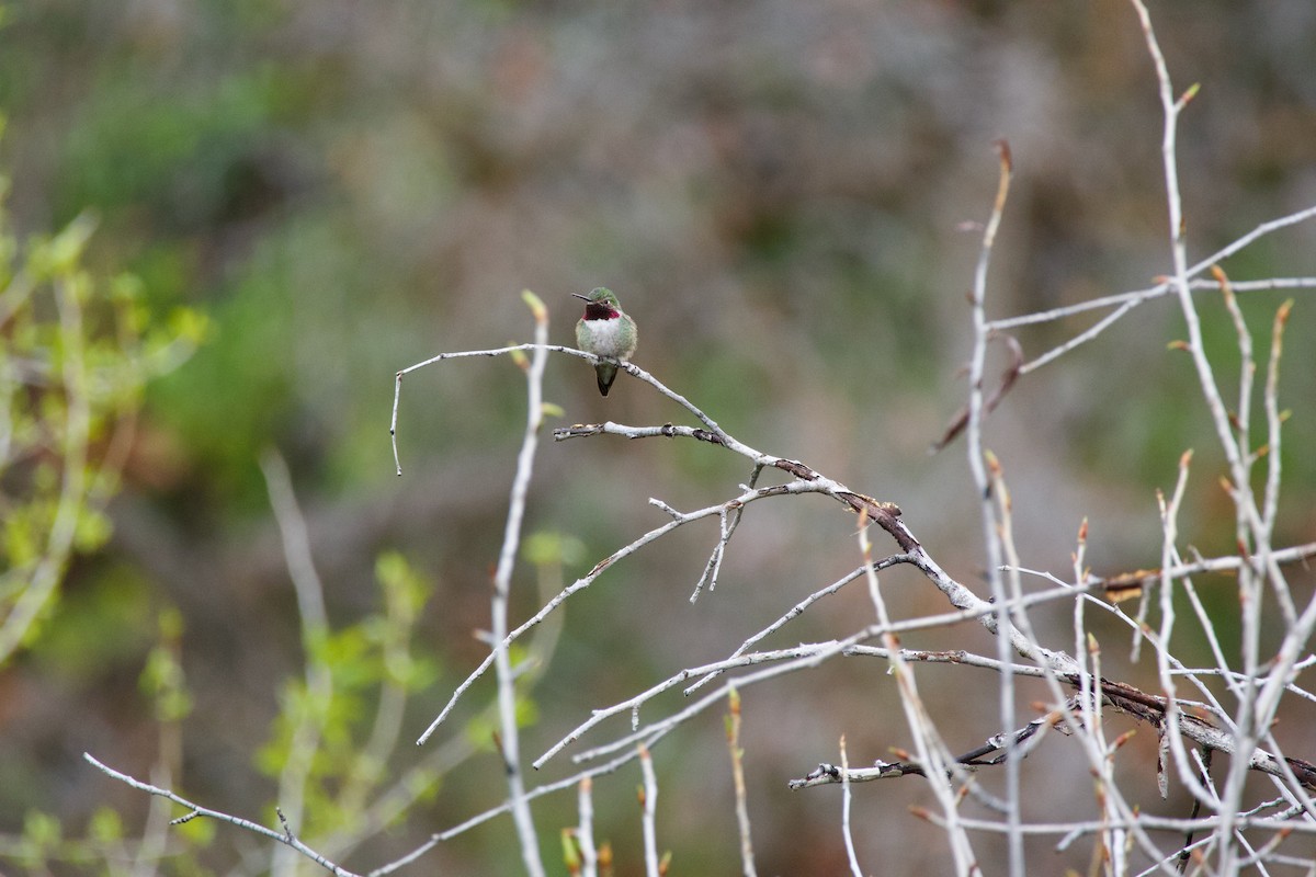 Broad-tailed Hummingbird - ML618941506
