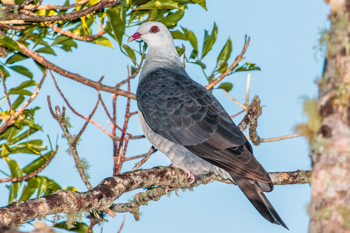 White-headed Pigeon - ML61894151