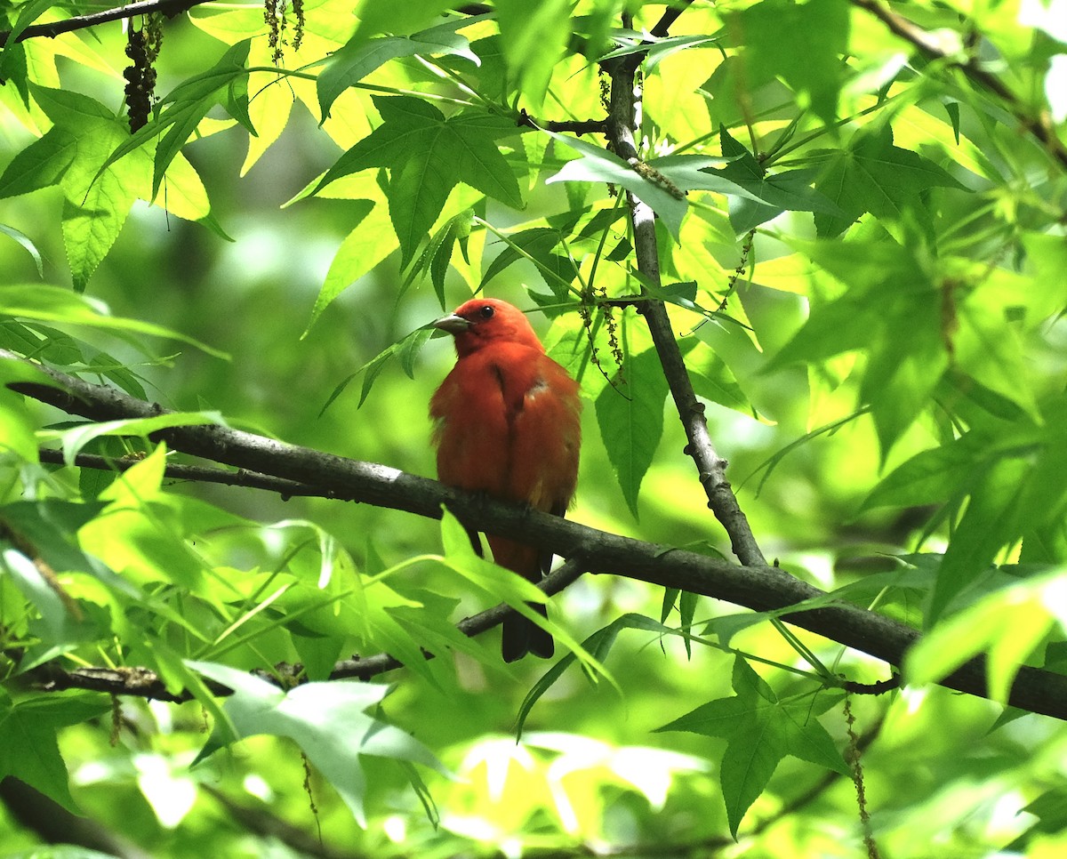 Scarlet Tanager - Xinyi Z
