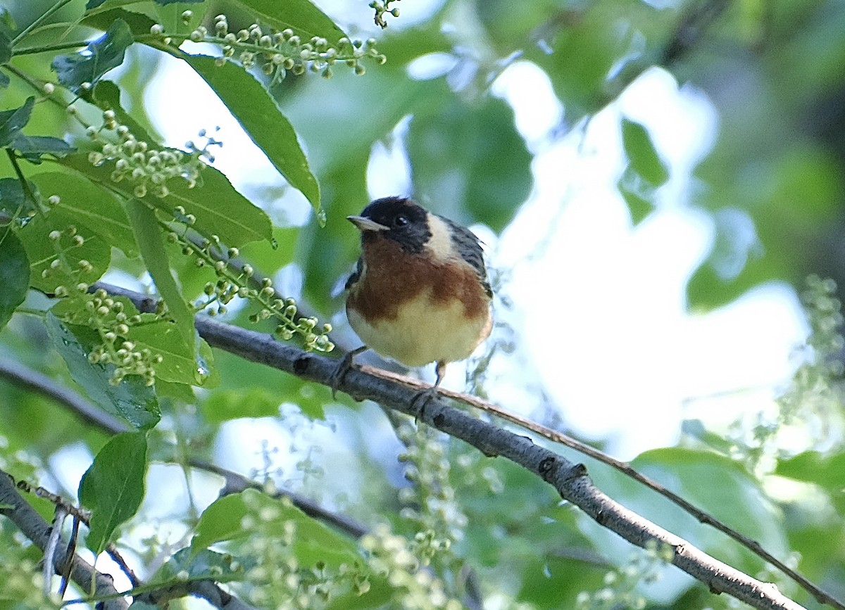 Bay-breasted Warbler - Xinyi Z
