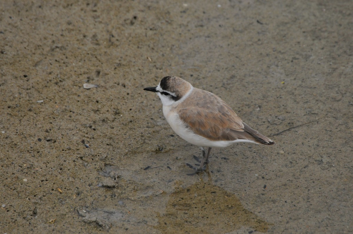 White-fronted Plover - ML618941576