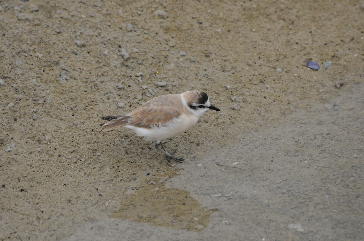 White-fronted Plover - ML618941577