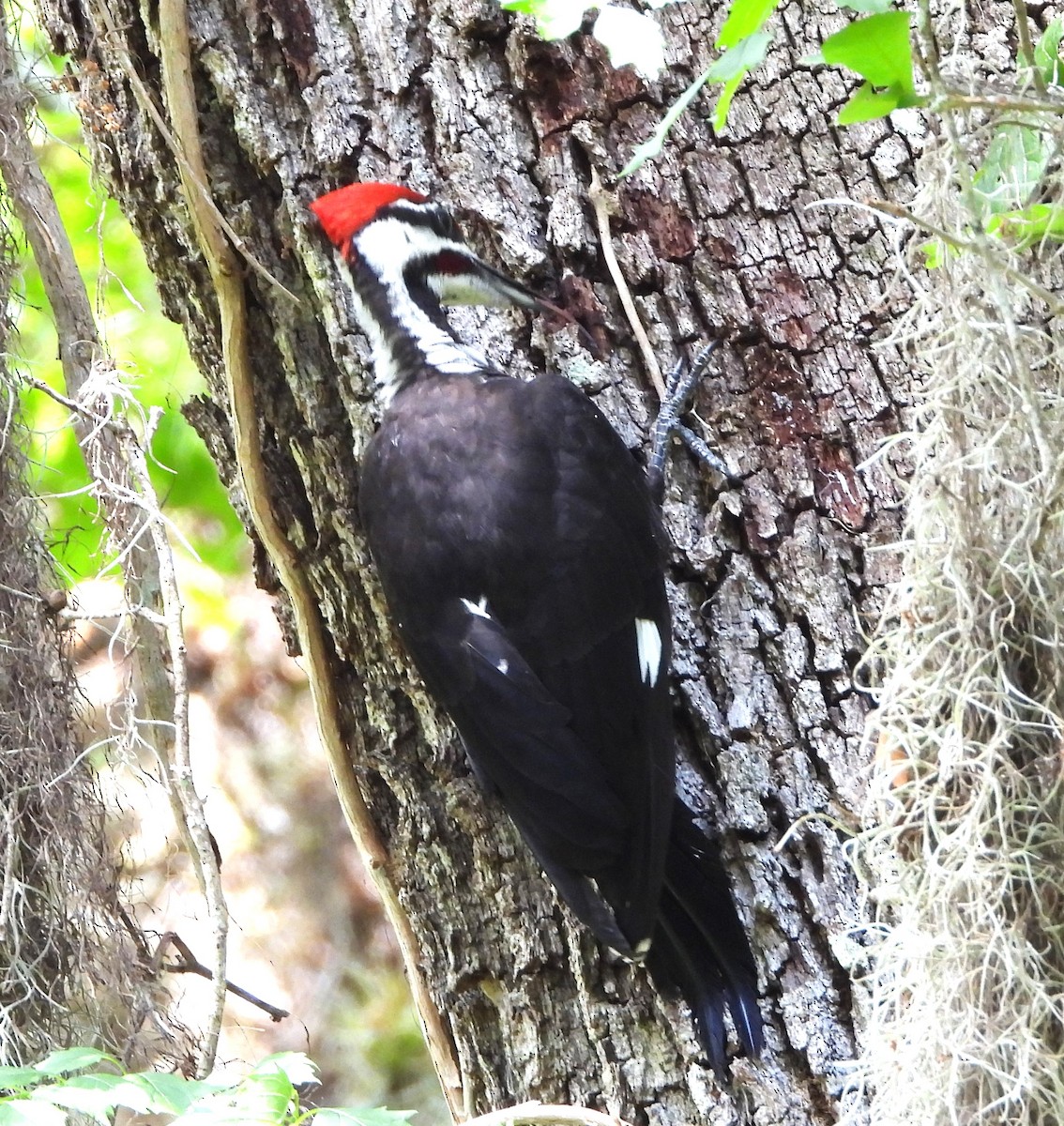 Pileated Woodpecker - John Cima